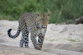 Adult male leopard walking in sandy riverbed in Kruger Park in South Africa Royalty Free Stock Photo