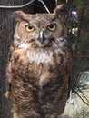 Adult male Lesser horned owl