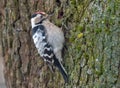 Adult male Lesser spotted woodpecker looking for a food in the bark of old tree Royalty Free Stock Photo