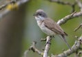 Adult Male Lesser Whitethroat Sings His Cute Song As He Sits On Small Bush Branches
