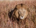 Adult male lion is mostly hidden in the short dry grass while it