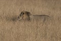 Adult male lion is mostly hidden in the short dry grass while it prowls for food