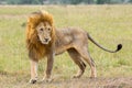 Adult Male Lion In Prime of Life Royalty Free Stock Photo