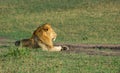 Adult male lion relaxing on dirt road