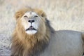 Adult male lion roaring Royalty Free Stock Photo