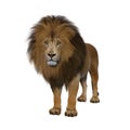 Adult male Lion standing passively looking ahead