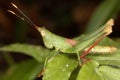 Adult male locust perfectly camouflaged against the green background.