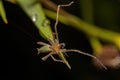 Adult Male Long legged Sac Spider Royalty Free Stock Photo