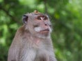 Adult male long tailed macaque