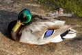 Male mallard Royalty Free Stock Photo