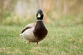 Adult male mallard duck