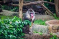 Portrait of the adult male mandrill Royalty Free Stock Photo