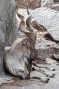 Adult male Markhor, Capra falconeri Royalty Free Stock Photo