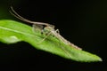 Adult male midge (Chironomidae) Close up. Super Macro Royalty Free Stock Photo