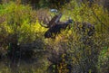 Adult Male Moose in the Conundrum Creek Colorado