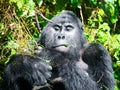 Adult male mountain gorilla - silverback - eating green leafs. Bwindi Impenetrable Forest, Uganda, Africa