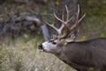 Adult male mule deer Royalty Free Stock Photo