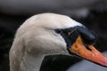 Adult male mute swan close up portrait, detail of eye