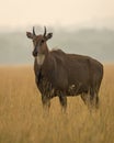 Adult male nilgai or blue bull or Boselaphus tragocamelus a Largest Asian antelope side profile in open field or grassland in Royalty Free Stock Photo