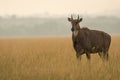 Adult male nilgai or blue bull or Boselaphus tragocamelus a Largest Asian antelope side profile in open field or grassland in Royalty Free Stock Photo