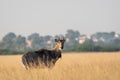 Adult male nilgai or blue bull or Boselaphus tragocamelus a Largest Asian antelope side profile in open field or grassland in Royalty Free Stock Photo