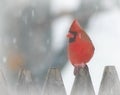 Adult Male Northern Cardinal Perched on a Weathered Wooden Picket Fence in a Snowstorm Royalty Free Stock Photo