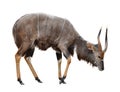 Nyala isolated on white background