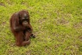Adult male Orangutan sitting on the grass. Copy space for your text. Cute orangutan or pongo pygmaeus is the only asian Royalty Free Stock Photo