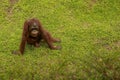 Adult male Orangutan sitting on the grass. Copy space for your text. Cute orangutan or pongo pygmaeus is the only asian Royalty Free Stock Photo
