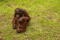 Adult male Orangutan sitting on the grass. Copy space for your text. Cute orangutan or pongo pygmaeus is the only asian Royalty Free Stock Photo