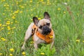 Adult male pale fawn French Bulldog standing in lawn covered in dandelion blooming in spring