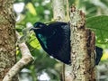 Adult Male Paradise Riflebird