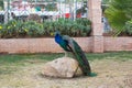 Adult male peacock with colorful and vibrant feathers, vivid blue body and green neon colored tail closed Royalty Free Stock Photo