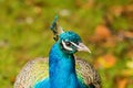 Adult male peacock displaying colorful feathers Royalty Free Stock Photo