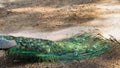 Adult male peacock facing away from camera with colorful and vibrant feathers, vivid blue body and green neon colored Royalty Free Stock Photo