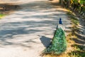 Adult male peacock facing away from camera with colorful and vibrant feathers, vivid blue body and green neon colored Royalty Free Stock Photo