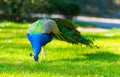 Adult Male Peacock in a summer garden Royalty Free Stock Photo