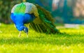 Adult Male Peacock in a summer garden Royalty Free Stock Photo