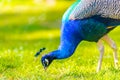 Adult Male Peacock in a summer garden Royalty Free Stock Photo