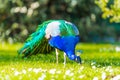 Adult Male Peacock in a summer garden Royalty Free Stock Photo