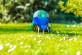 Adult Male Peacock in a summer garden Royalty Free Stock Photo