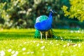 Adult Male Peacock in a summer garden Royalty Free Stock Photo