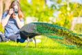 Adult Male Peacock in a summer garden Royalty Free Stock Photo