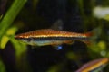 Male pencilfish, popular pet live in biotope design aquarium, dim low light with brown tannin stained water, ornamental