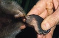 ADULT MALE PLATYPUS ornithorhynchus anatinus, MAN SHOWING VENOMOUS SPUR ON HIND LEGS, AUSTRALIA