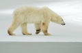 The adult male polar bear (Ursus maritimus) walking on snow. Royalty Free Stock Photo