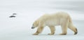 The adult male polar bear (Ursus maritimus) walking on snow. Royalty Free Stock Photo