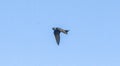 Adult male Purple Martin - Progne subis - in flight in north Florida. top wing feather detail visible, blue sky background Royalty Free Stock Photo