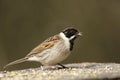 An adult male Reed Bunting (Emberiza schoeniclus). Royalty Free Stock Photo