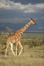 Vertical full body portrait of adult reticulated giraffe walking in grassy plains of Ol Pajeta with dark thunderstorm sky in Royalty Free Stock Photo